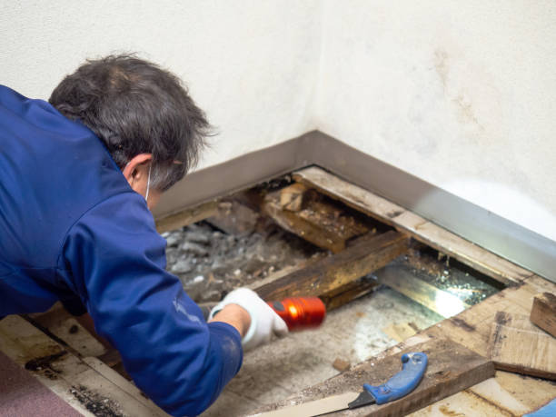 Best Crawl Space Mold Removal  in Masonville, KY