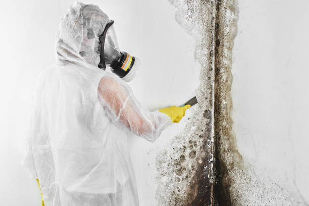 Best Mold Testing  in Masonville, KY