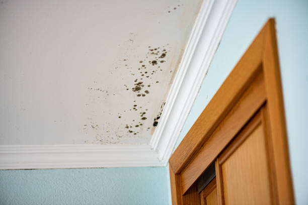 Best Mold Cleaning Services  in Masonville, KY