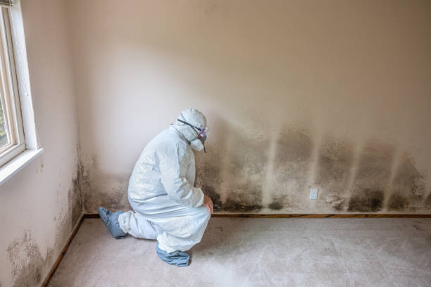 Mold Removal Process in Masonville, KY