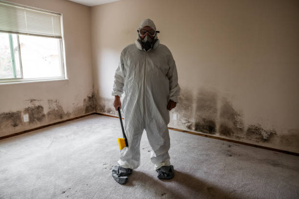 Best Office Mold Removal Services  in Masonville, KY