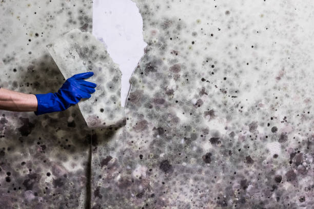 Best Mold Removal Company Near Me  in Masonville, KY